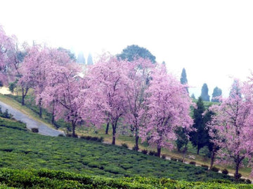 Temi in her cherry blossom mood