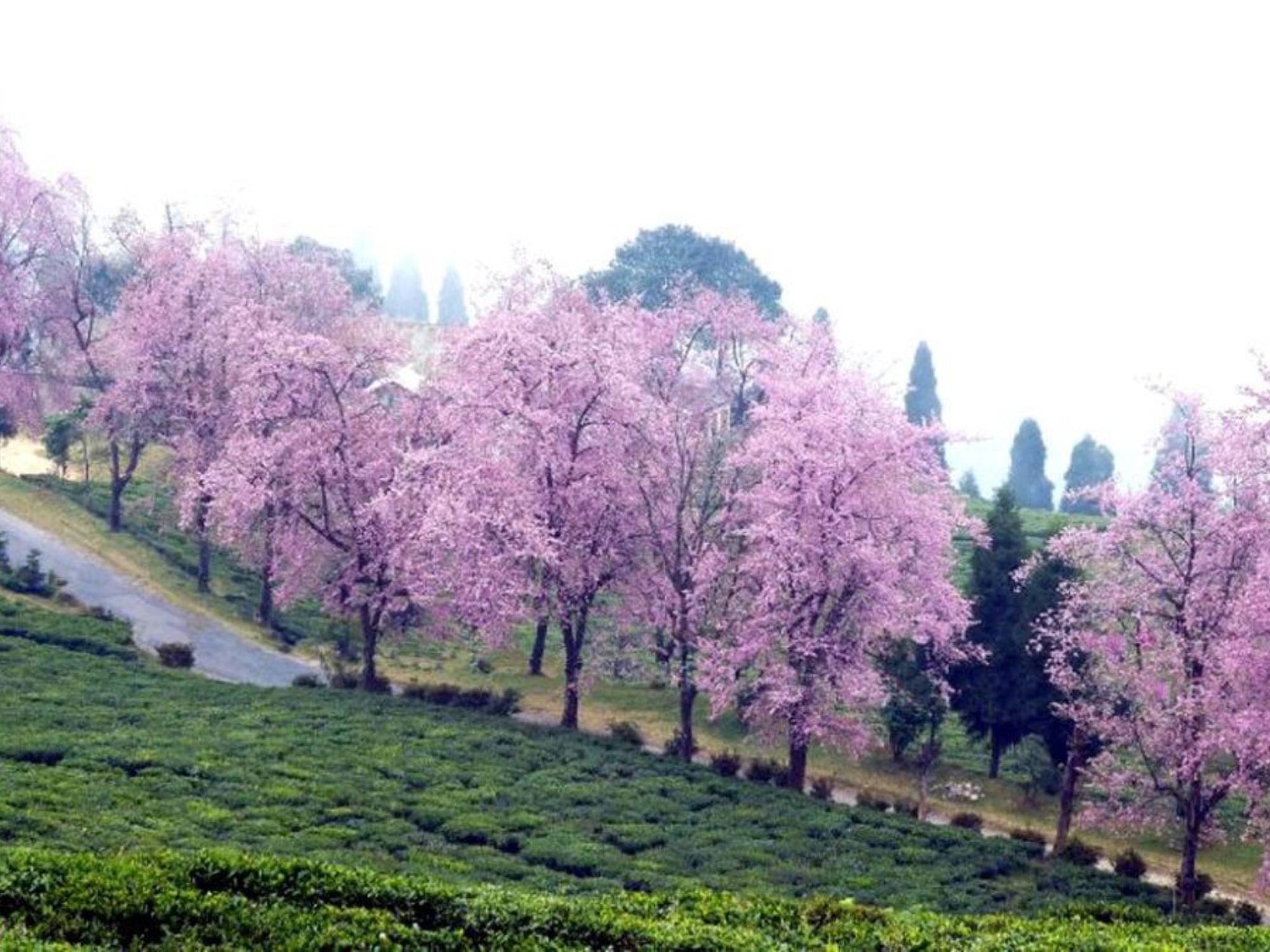 Temi in her cherry blossom mood