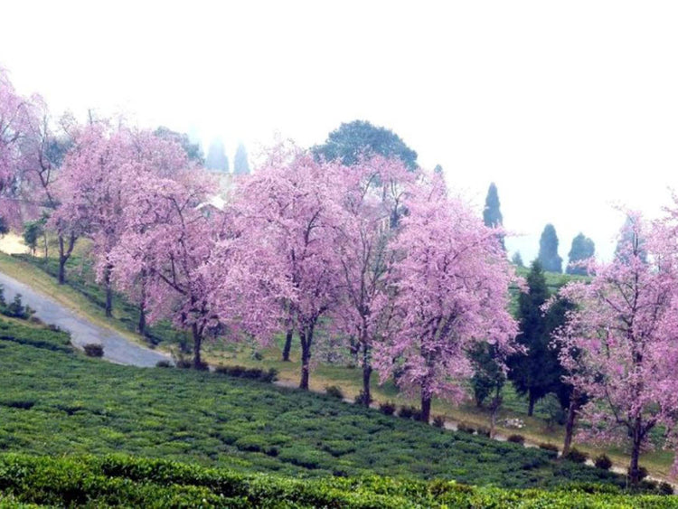 Temi in her cherry blossom mood