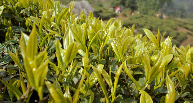 Timu Tea Gallery – Temi Tea