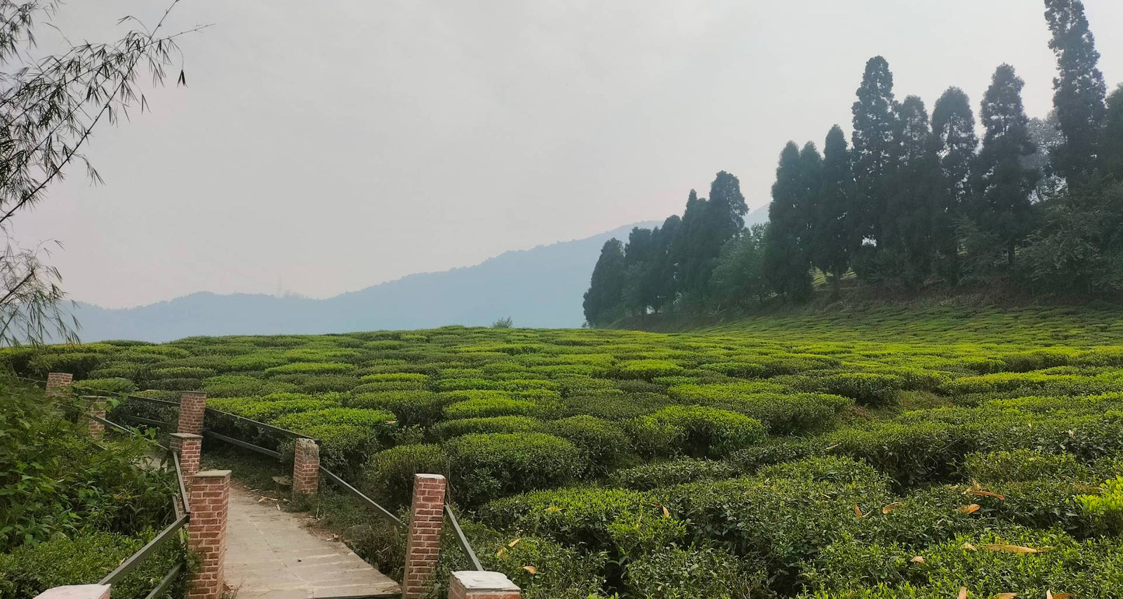 Timi Tea Gallery – Temi Tea