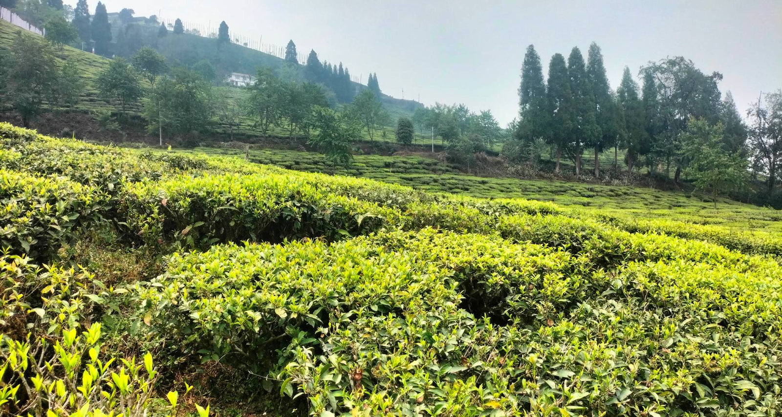 Timi Tea Gallery – Temi Tea