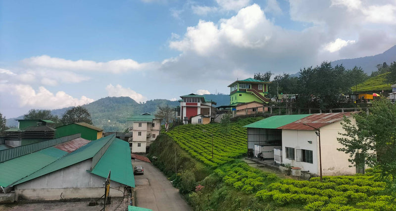 Timi Tea Gallery – Temi Tea