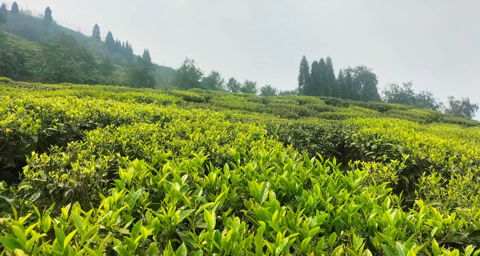 Timi Tea Gallery – Temi Tea