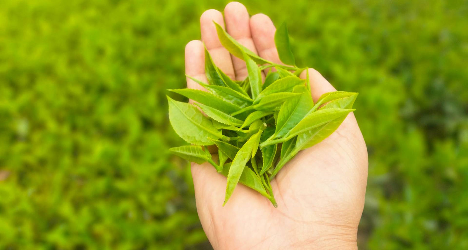 Timi Tea Gallery – Temi Tea