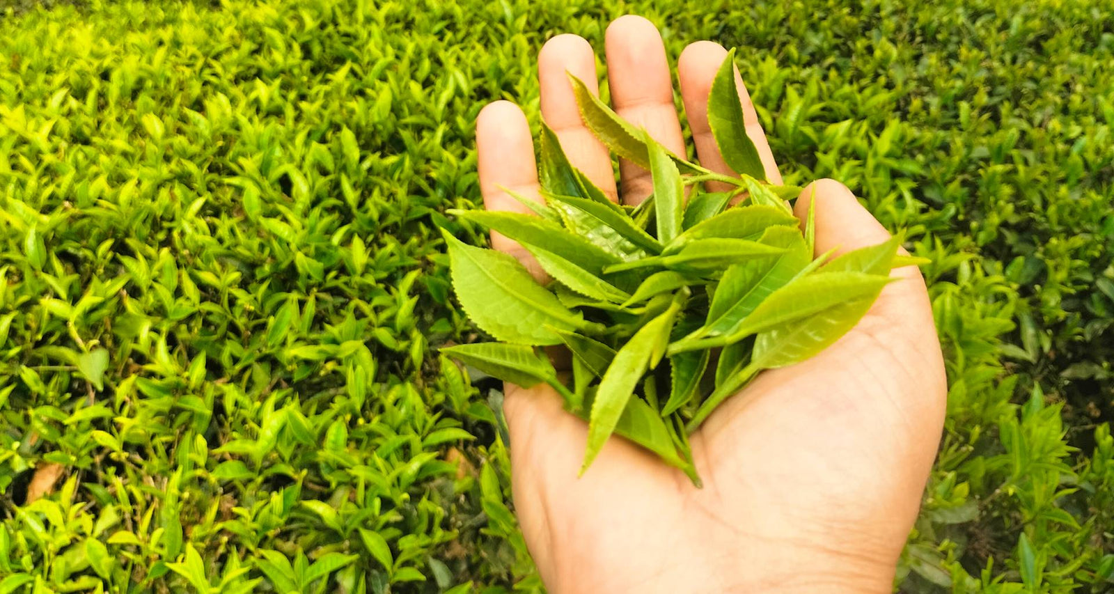Timi Tea Gallery – Temi Tea