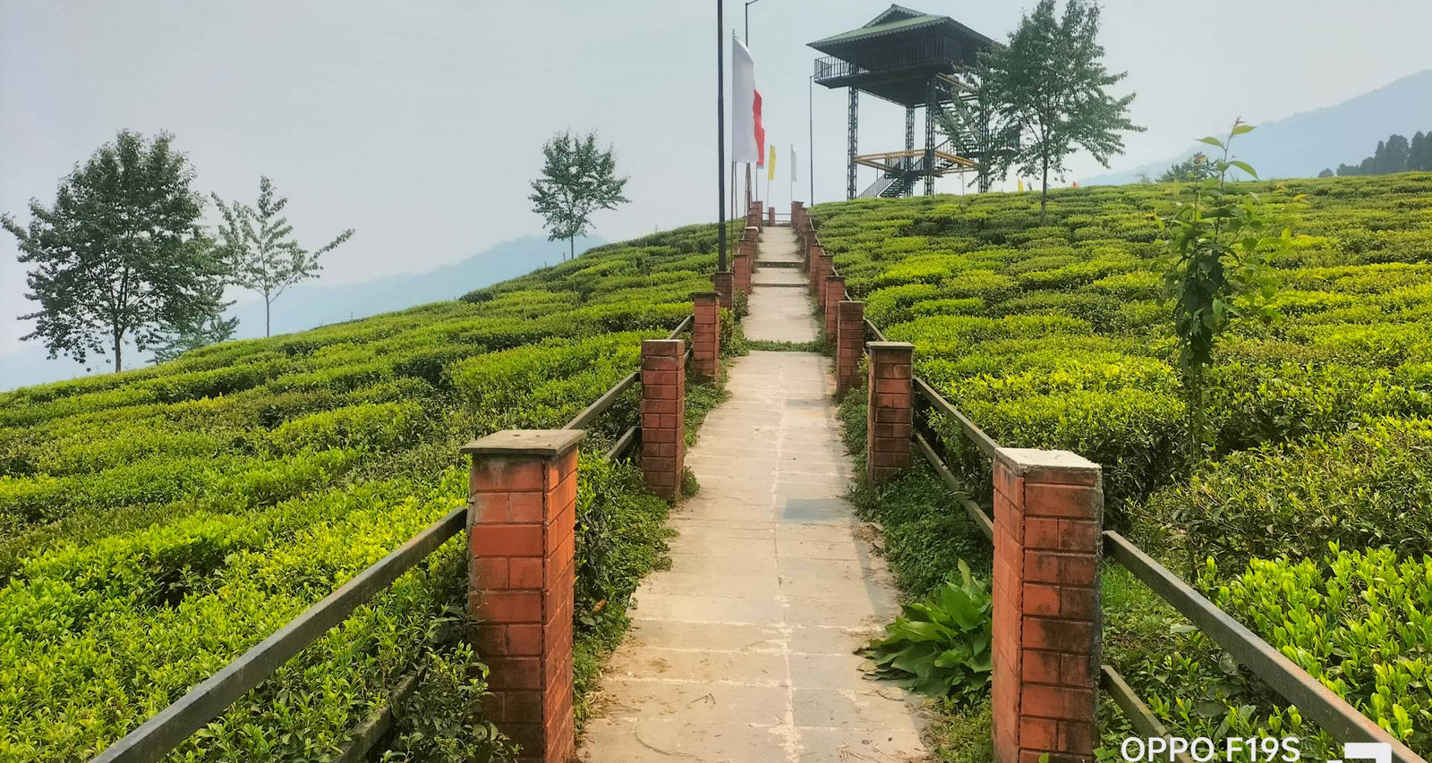 Timi Tea Gallery – Temi Tea